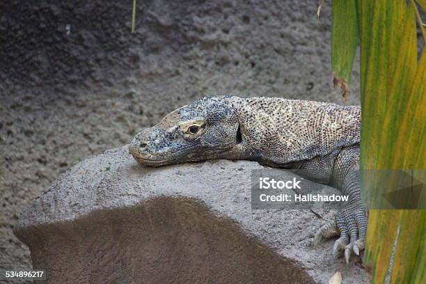 Komodo Dragon Sunbathing Stock Photo - Download Image Now - 2015, Animal, Animal Body Part