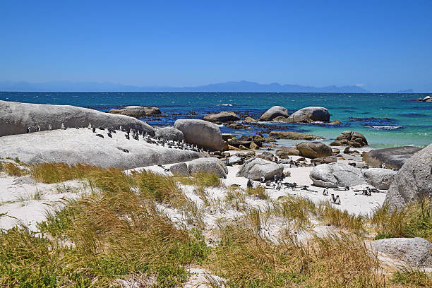 istock Boulders Beach, South Africa (Penguin Beach) 534907342