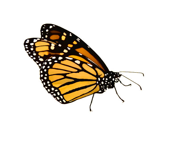 mariposa monarca aislada en blanco - imagen de archivo - butterfly monarch butterfly isolated flying fotografías e imágenes de stock