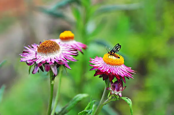 Photo of Bee on the flower