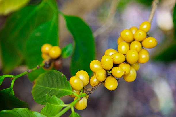 agricultural crop coffee beans in hawaiian islands - coffe branch with beans bildbanksfoton och bilder