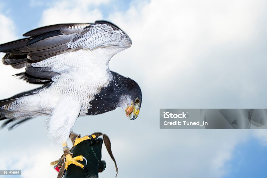 Germany, Hellenthal, Black-chested buzzard eagle 2015 Stock Photo