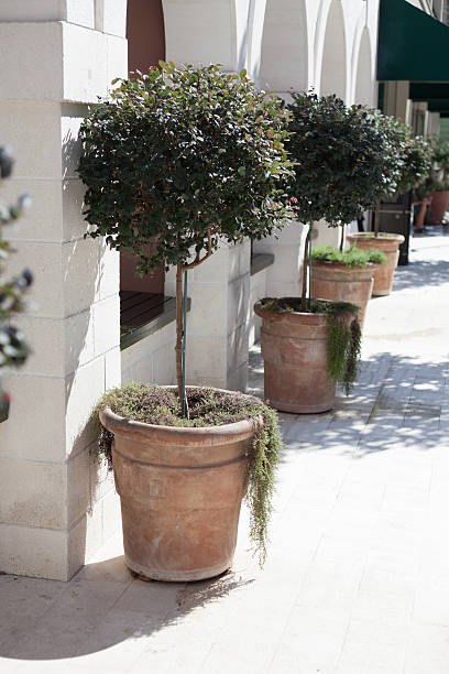 istock potted outdoor plants 534916905