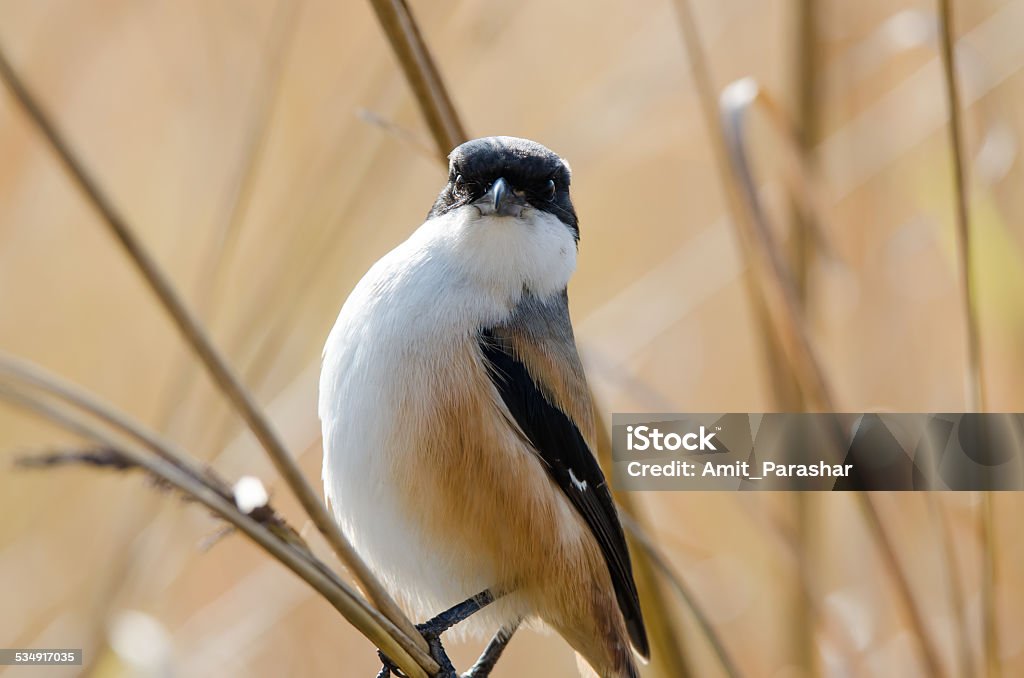 Long Tail Shrike 2015 Stock Photo