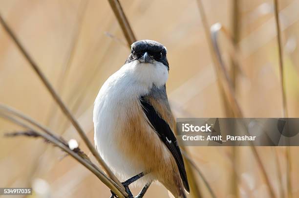 Long Tail Shrike Stock Photo - Download Image Now - 2015, Adulation, Animal