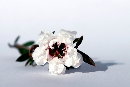 A Manuka or New Zealand TeaTree flower on a white background.