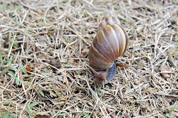 Photo of Achatina fulica, Snail walking on the grass is dry