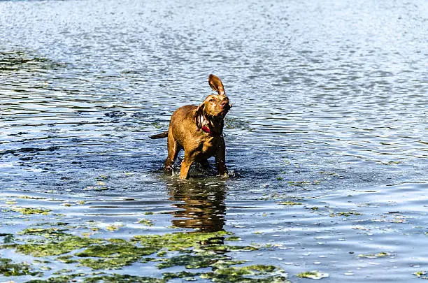 Dog playing with her owner inside the river.