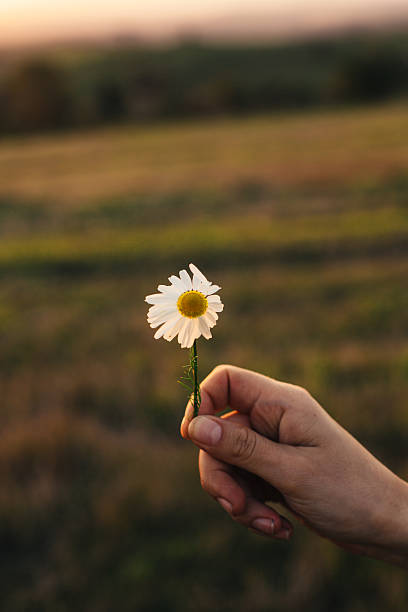 A human hand holding daisy.