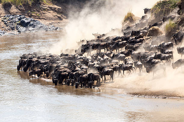 istock Great wildebeest migration in Kenya 534918153