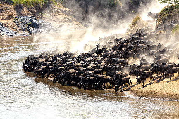 Great wildebeest migration in Kenya The annual Great Migration of wildebeest and other grazing herbivores across the Serengeti-Mara ecosystem is one of the greatest spectacles in the natural world. About 200 000 zebra and 500 000 Thomson's gazelle ...and one-and-a-half million wildebeest partake to this journey ! masai mara national reserve stock pictures, royalty-free photos & images