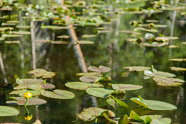 istock Water Plant Life 534918373
