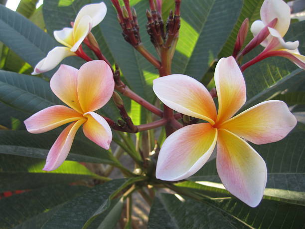 istock plumeria flower 534918487