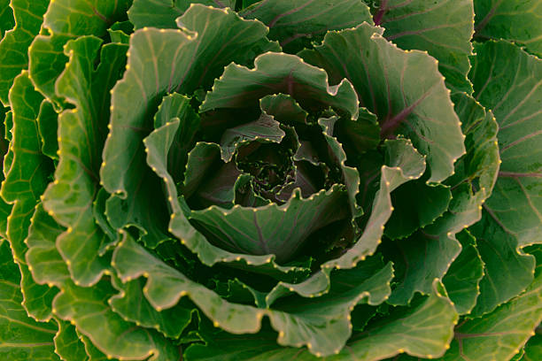 istock fresh green lettuce salad closeup 534918835