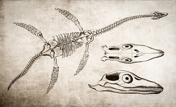 plesiosaurus skelett - animal skull illustrations stock-grafiken, -clipart, -cartoons und -symbole