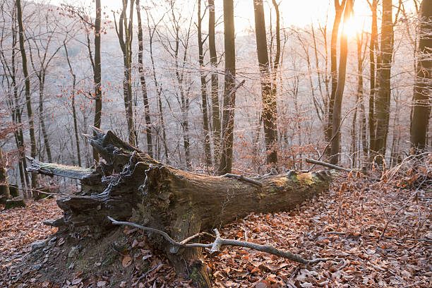 istock Germany, Rhineland-Palatinate, forest in winter 534919655