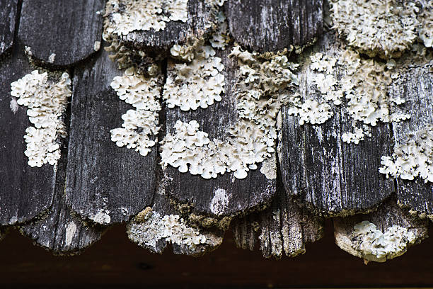 Old wooden shingle roof