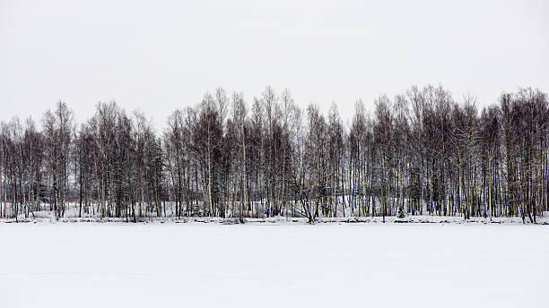 istock snowy winter forest with snow covered trees 534920355