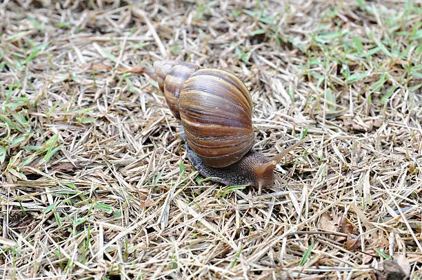Photo of Achatina fulica, Snail walking on the grass is dry