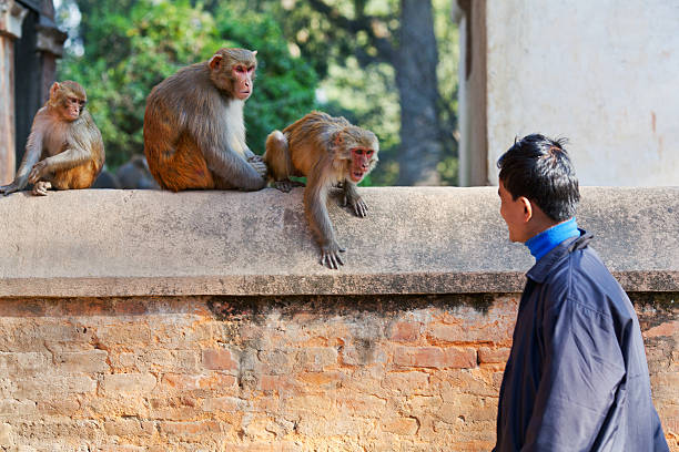 Young Nepalese Man Teasing Monkeys Stock Photo - Download Image Now - 2015,  Adult, Aggression - iStock