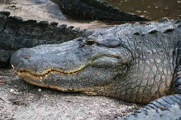 Head of the alligator