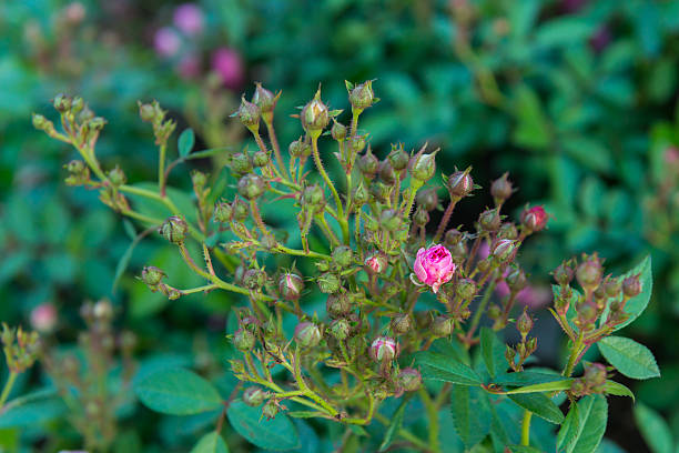 istock Beautiful rose in the garden 534920887