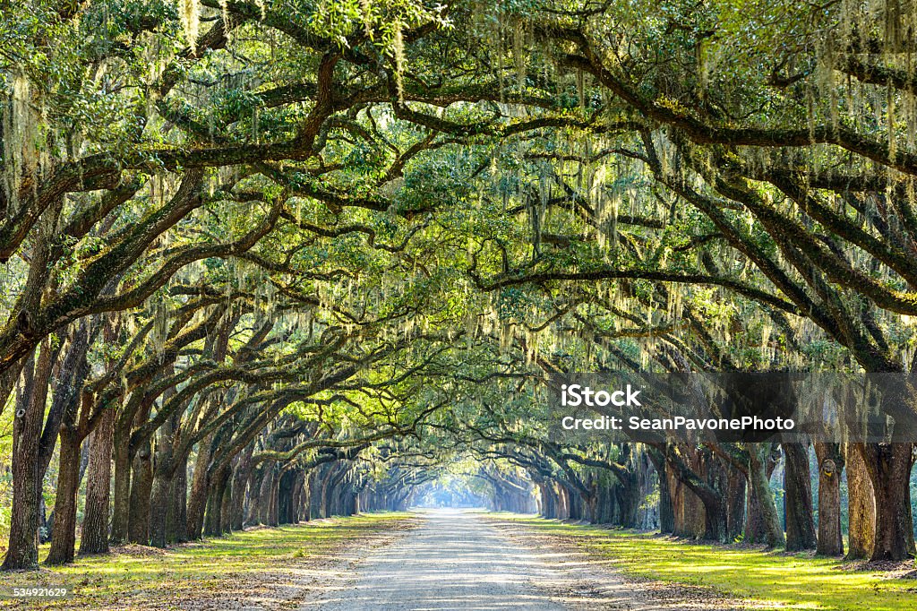 Carretera de campo bordeado de Oaks - Foto de stock de Savannah - Georgia libre de derechos