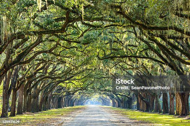 Carretera De Campo Bordeado De Oaks Foto de stock y más banco de imágenes de Savannah - Georgia - Savannah - Georgia, Georgia - Estado de EEUU, Árbol