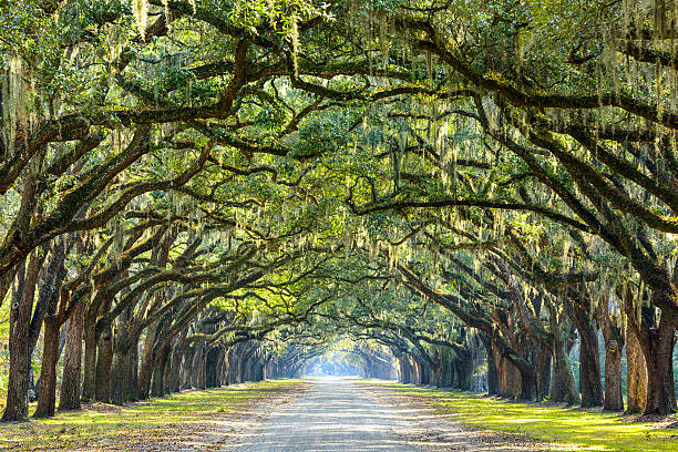 Country Road Lined with Oaks Savannah, Georgia, USA oak tree lined road at historic Wormsloe Plantation. spanish moss photos stock pictures, royalty-free photos & images