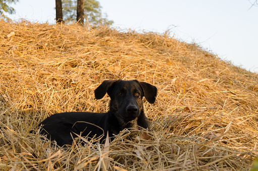 Dog lying on hay