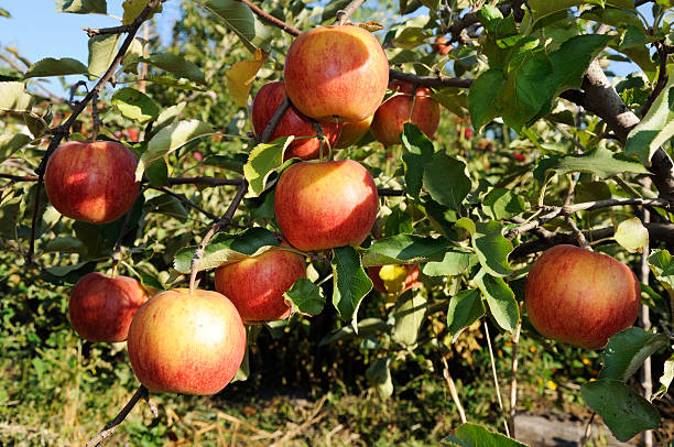 istock Branch with many red apples 534923223