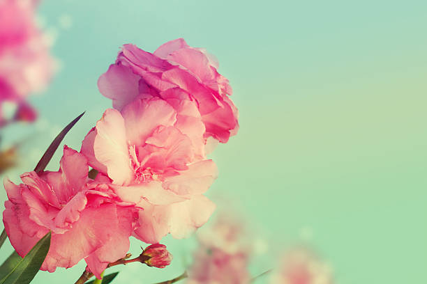 istock Pink flowers on blue background. 534923279