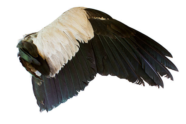 istock Bird wings isolated on white background 534923509
