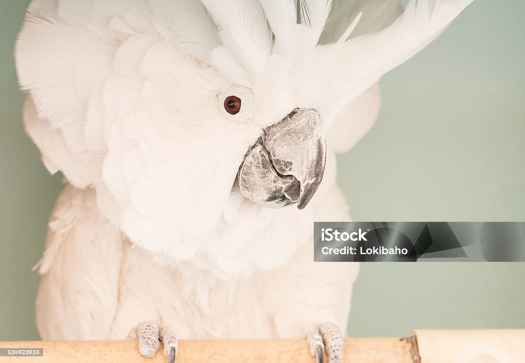 Umbrella Cockatoo - Lizenzfrei Haustier Stock-Foto