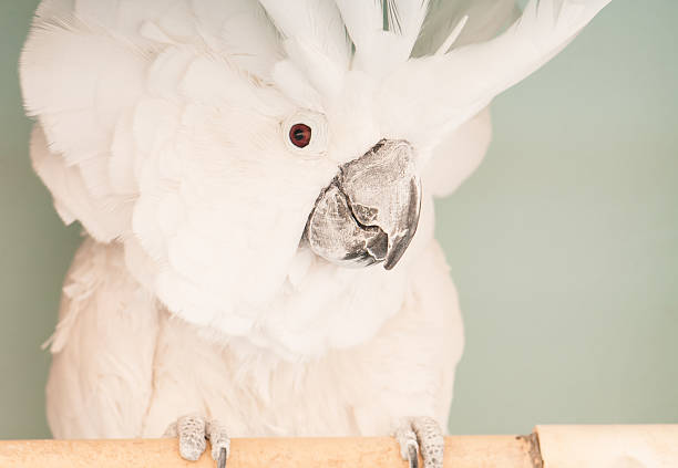 umbrella cockatoo - sulphur crested cockatoo zdjęcia i obrazy z banku zdjęć