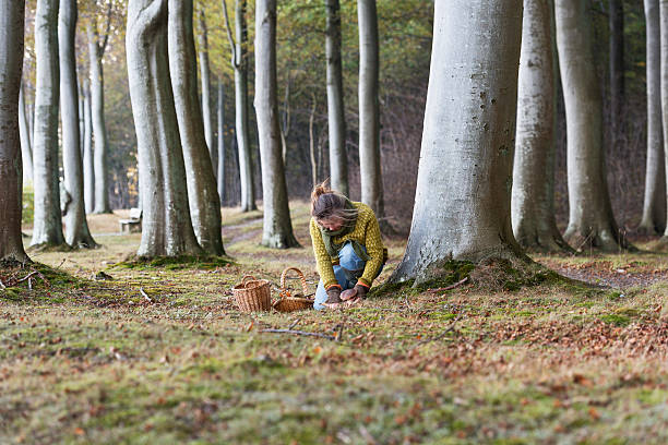 Food forager working in the woods looking for more produce. Food foraging has become popular in recent years as chefs have turned to foraged food to produce local and seasonal menu's. Photographed in Denmark.