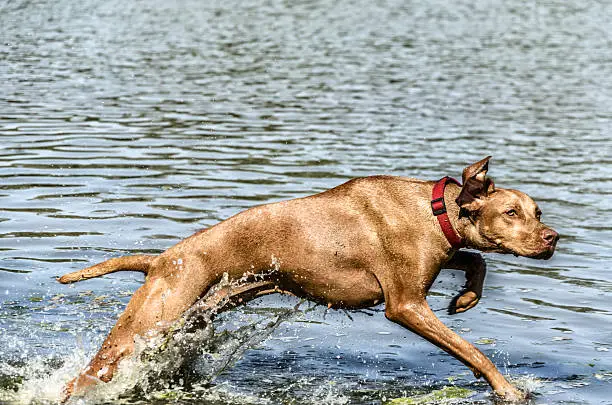 Dog playing with her owner inside the river.