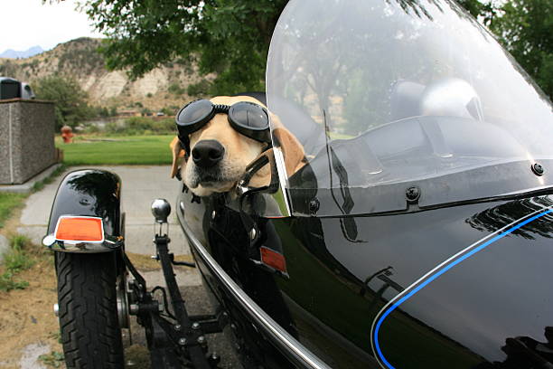 Dog In Motorcycle Sidecar A golden retriever wearing goggles and riding in a motorcycle sidecar. sidecar photos stock pictures, royalty-free photos & images