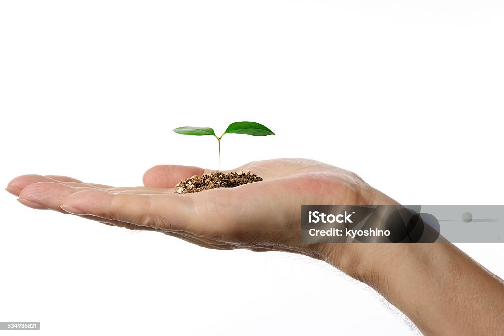 苗から現われる土壌で人間の手、コピースペース付き - 2015年のロイヤリティフリーストックフォト