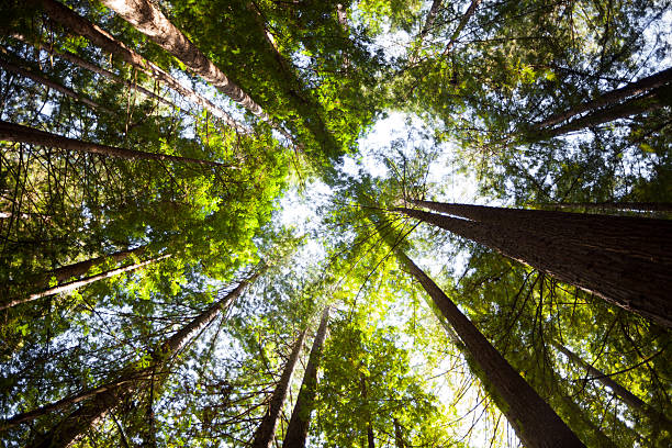 istock Redwoods in Northern California 534937021