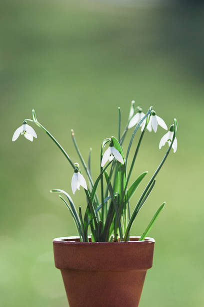 Snowdrop in a flowerpot on a sunny day, selective color
