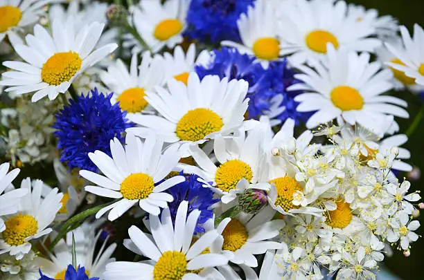 Closeup of blue and white summerflowers