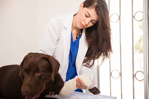 examinar a dog's vendaje - doctor dog portrait animal hospital fotografías e imágenes de stock
