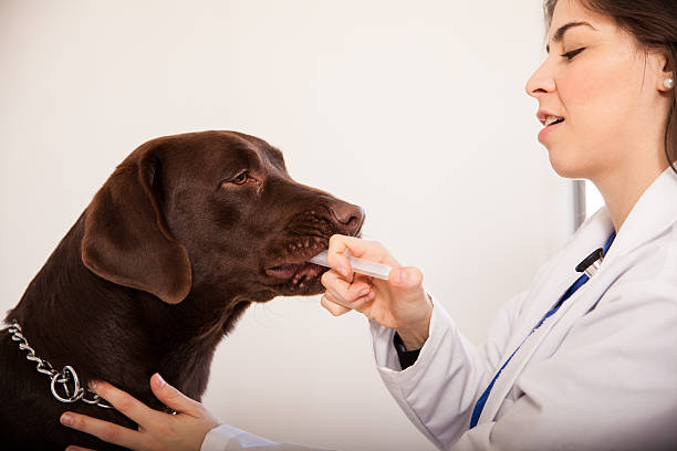 давая медицина с шприц - doctor dog portrait animal hospital стоковые фото и изображения