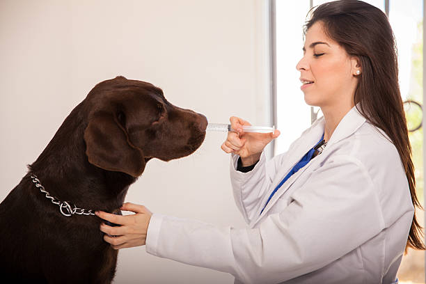 давая медицина для собак - doctor dog portrait animal hospital стоковые фото и изображения