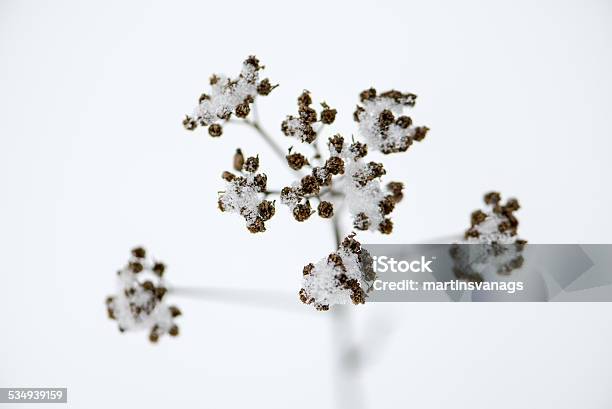 Frozen Abstract Tree Branches And Grass Aged Photo Stock Photo - Download Image Now