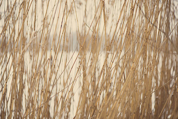 istock frozen abstract tree branches and grass - aged photo 534939197