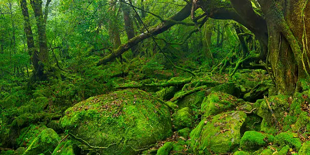 Lush rainforest along the Shiratani Unsuikyo trail (白谷雲水峡) on the southern island of Yakushima (屋久島), Japan.