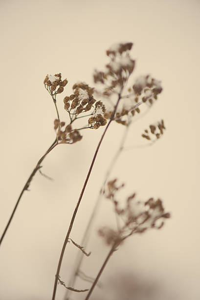 istock frozen abstract tree branches and grass - aged photo 534939991