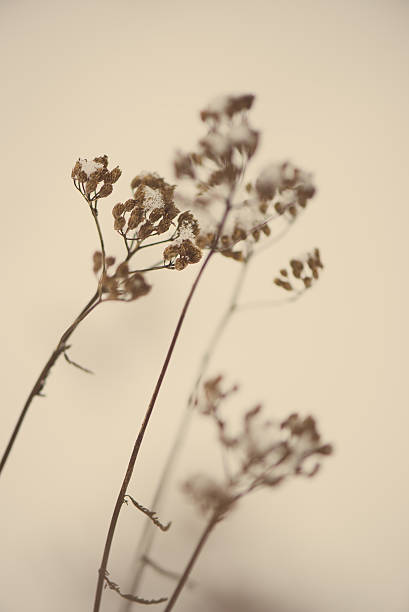 istock frozen abstract tree branches and grass - aged photo 534940005